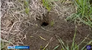 На полях Ставрополья выросло число мышевидных грызунов