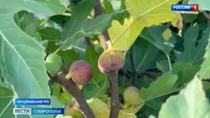 В Кочубеевском округе Ставрополья собирают урожай инжира