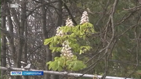 В Пятигорске на проспекте Кирова зацвели каштаны