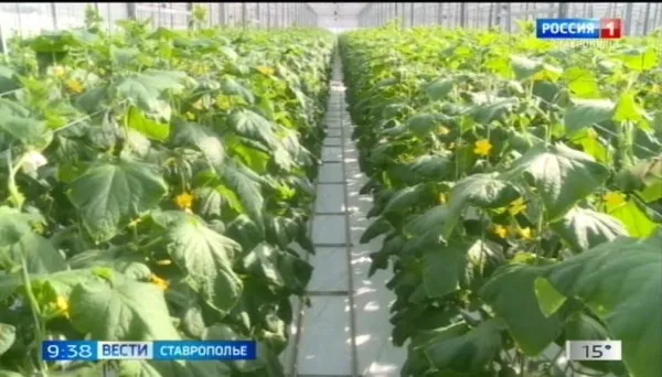 Ставрополье вошло в лидеры России по выращиванию овощей
