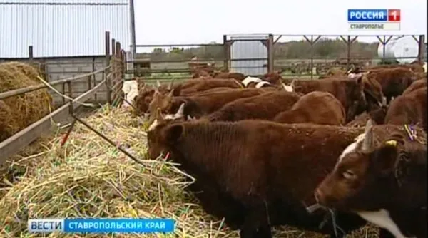 Аграрии Кочубеевского округа перевели животных на зимнее содержание
