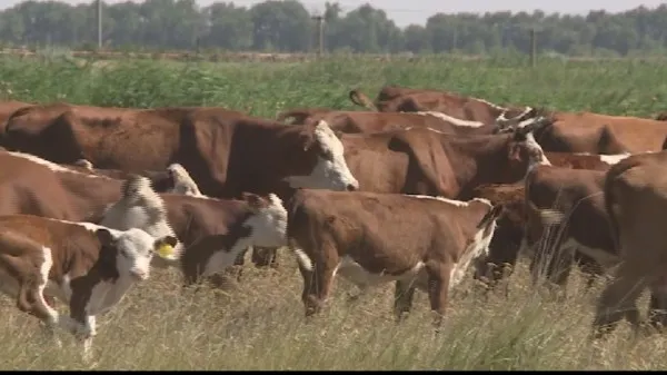 Ставрополье получит федеральные средства на рост продуктивности молочного стада