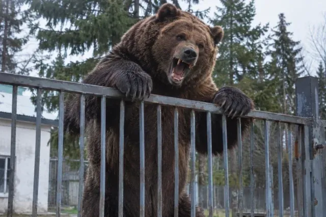 На Ставрополье выросло число лис, шакалов и волков